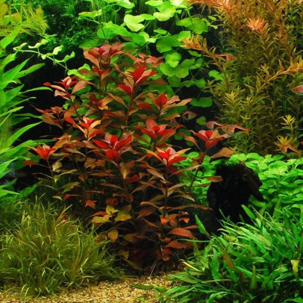 Ludwigia Diamond repens