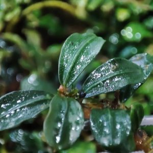 Bucephalandra mini kayu lapis 4-6 yaprak