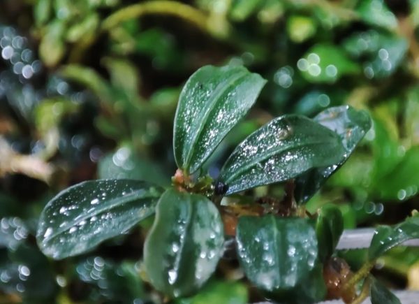 Bucephalandra mini kayu lapis 4-6 yaprak
