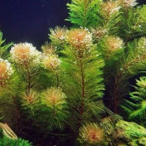 Myriophyllum tuberculatum