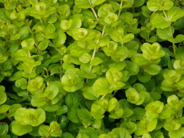 Lysimachia Nummularia