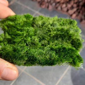 Marimo Carpet