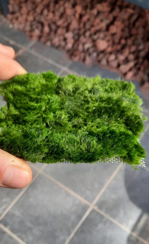 Marimo Carpet