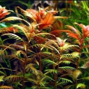proserpinaca palustris cuba 3ac