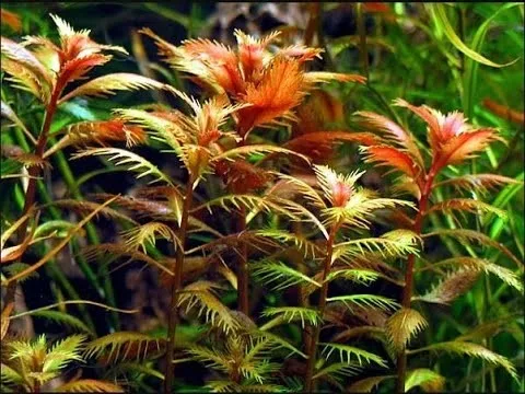proserpinaca palustris cuba 3ac