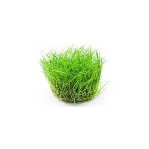 Mini Parvula in vitro