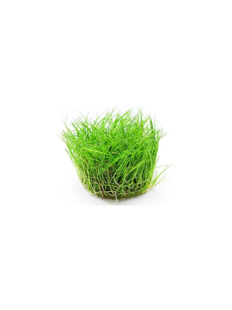 Mini Parvula in vitro