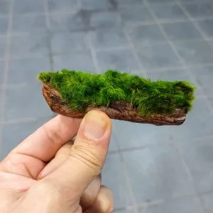 kok marimo