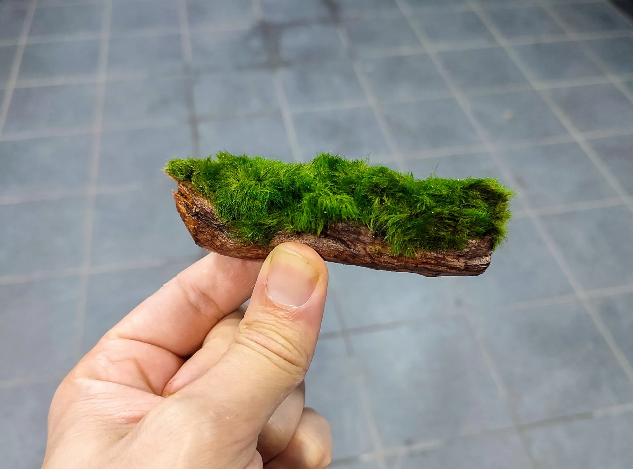 kok marimo