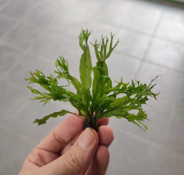 Microsorum pteropus Windelov