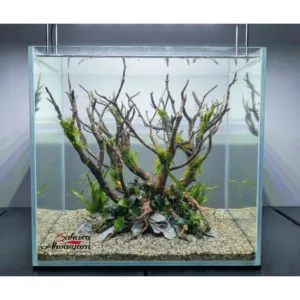 akvaryum bonsai agac tasarimi 08