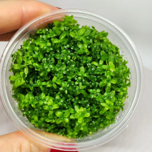 Micranthemum micranthemoides  in vitro