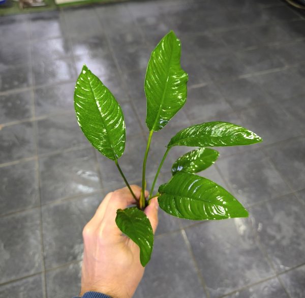 Anubias Heterophylla Dev boy (25-30cm)