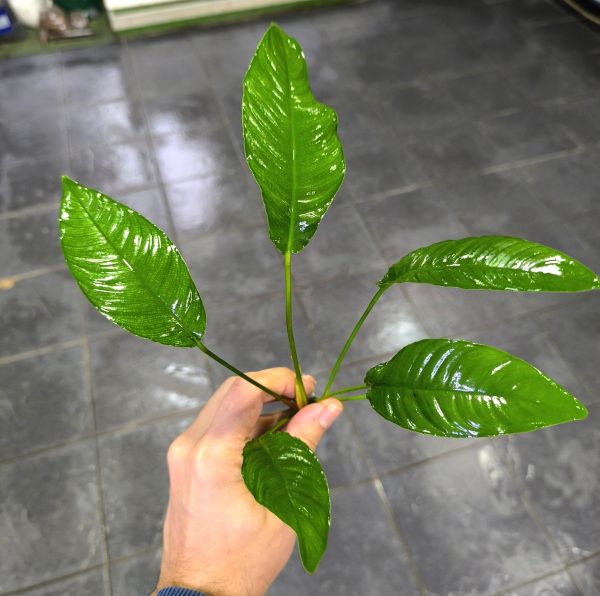 Anubias Heterophylla Dev boy (25-30cm) - Görsel 2