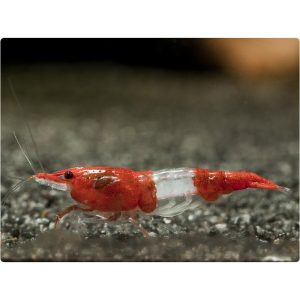11 adet Red Rili (0,5-1 cm)