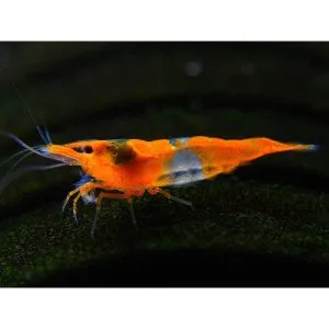t.rili