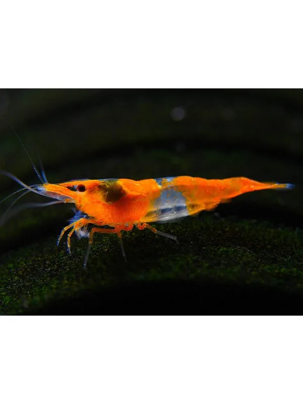 t.rili