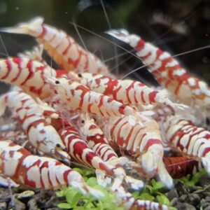 Red Fancy (0,5-1 cm )