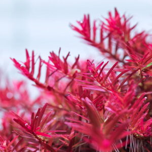 Rotala hra in vitro -- APC