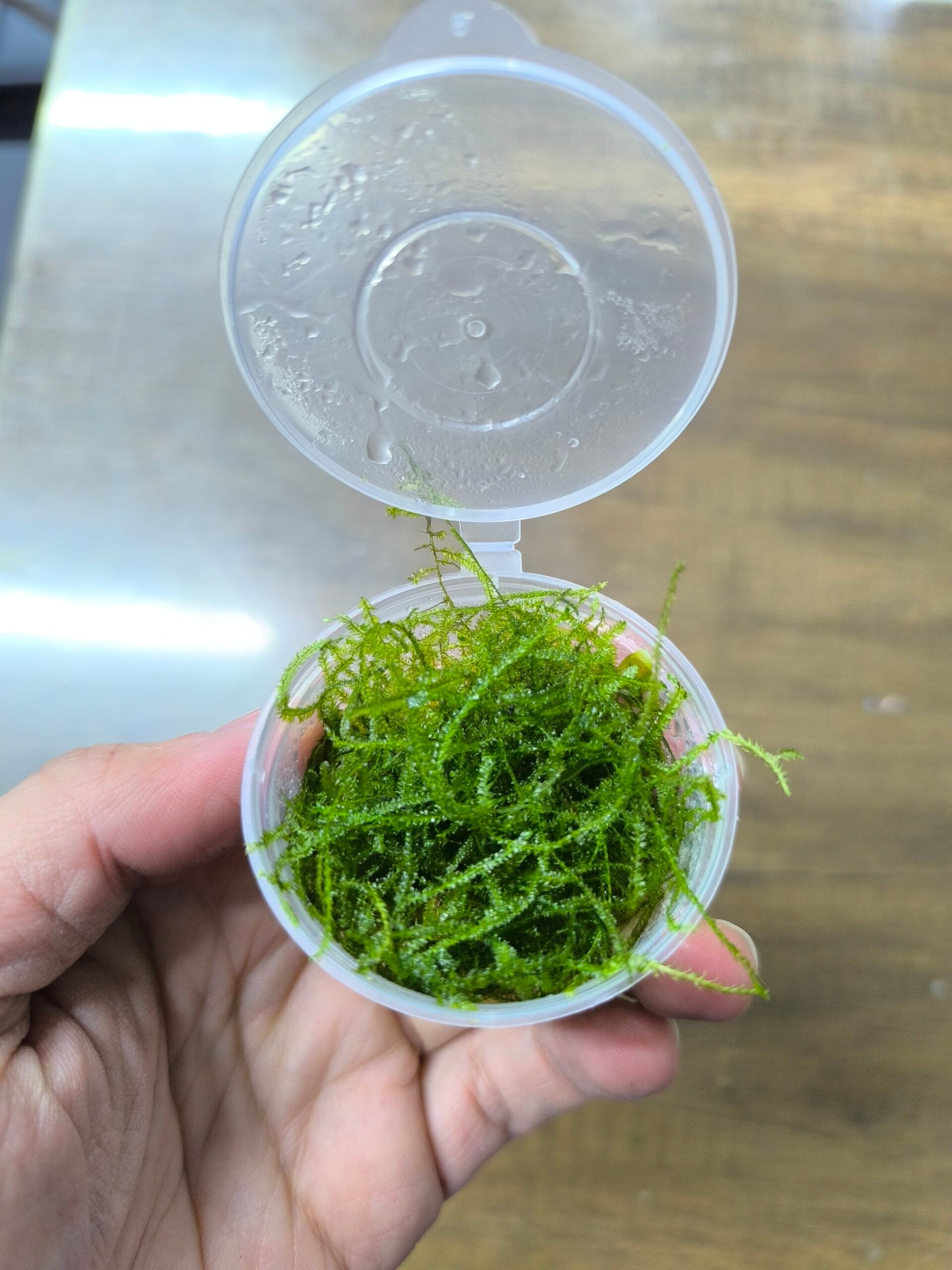 Java Moss Container Java Moss kap – Sakura Akvaryum